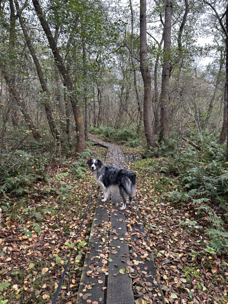 Vlonderpad Rottige Meente