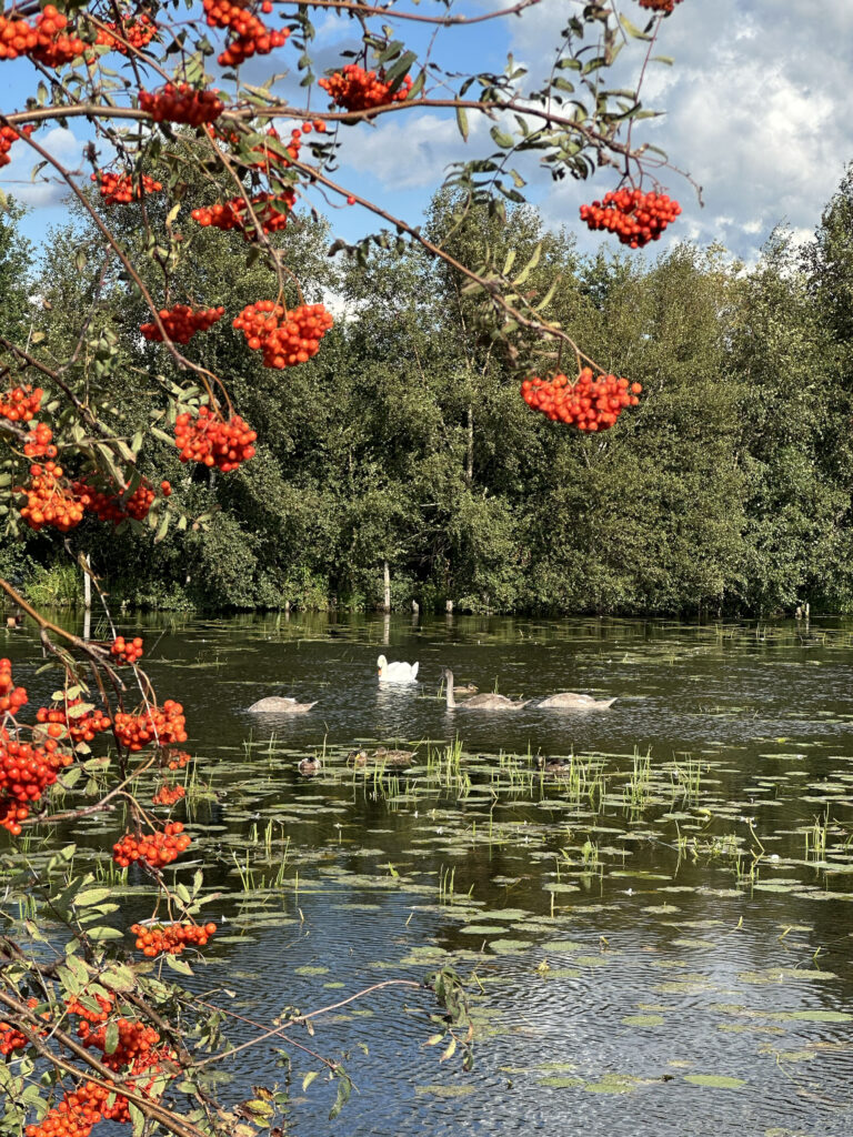De Deelen vlakbij Heerenveen