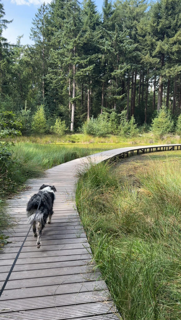 Vlonderpad Beetsterzwaag