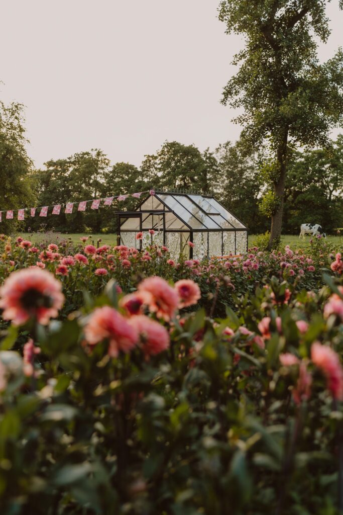 Dahlia pluktuin Friesland