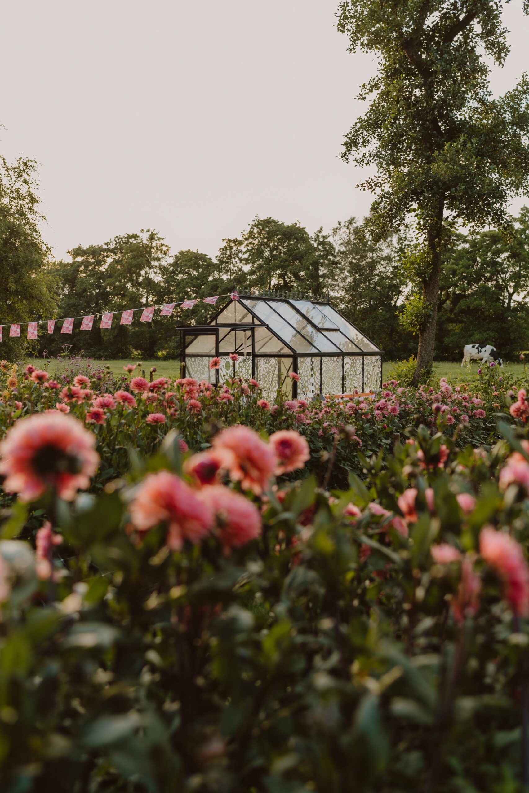 Dahlia pluktuin Friesland