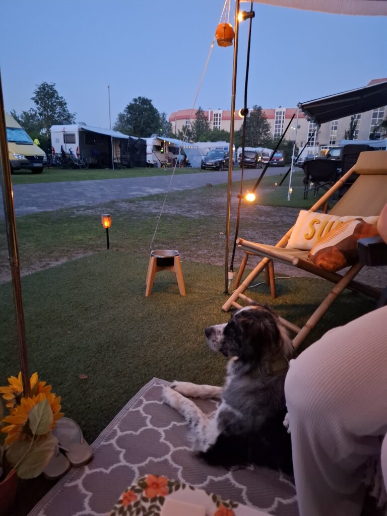Camping honden toegestaan friesland