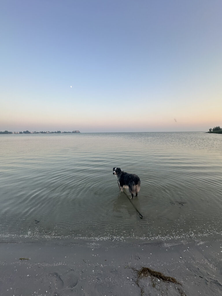 Camping aan zee met hond