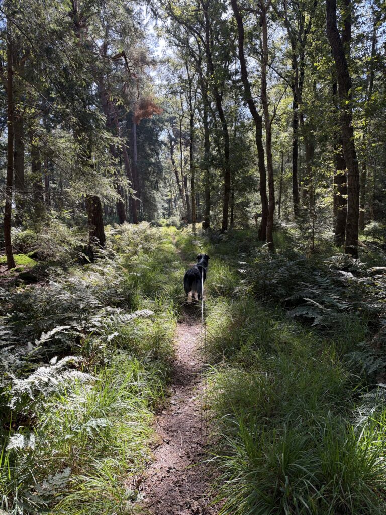 Wandelen Beetsterzwaag