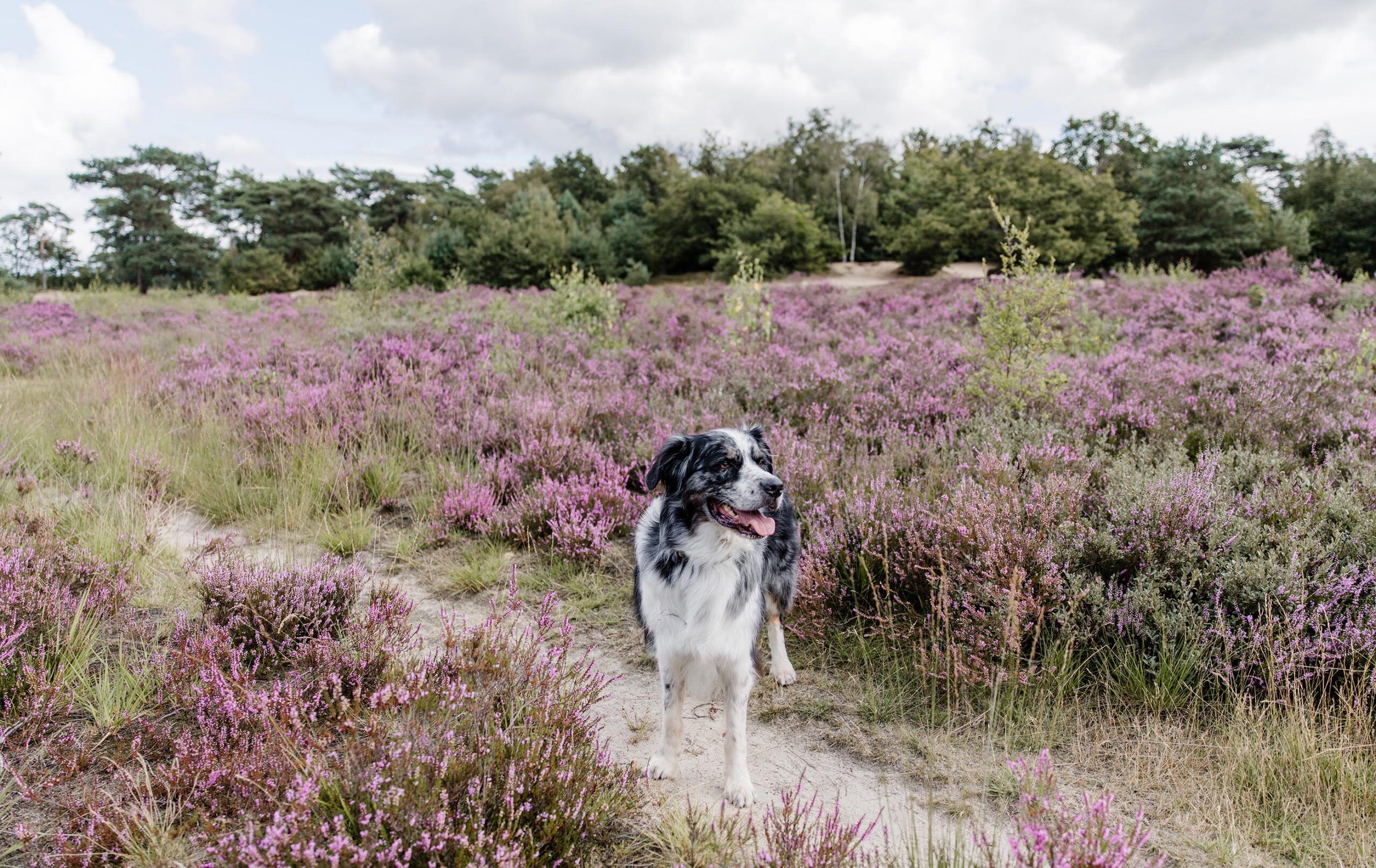 Bakkeveen wandelen met hond