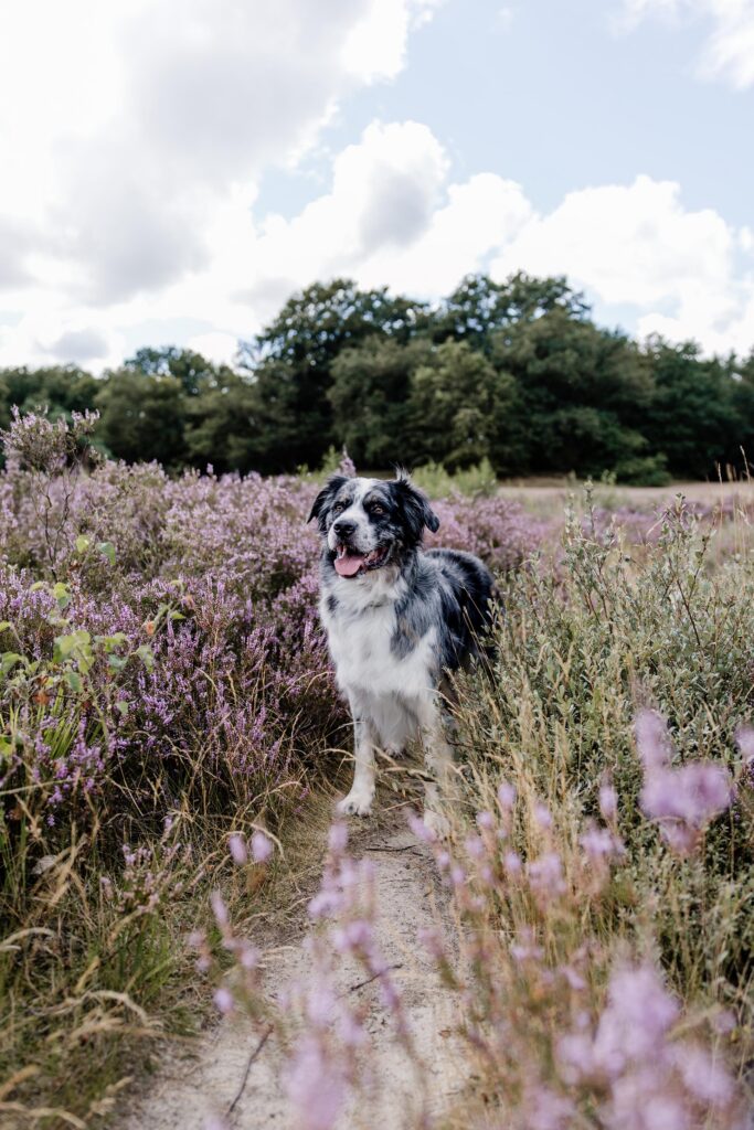 Bakkeveense Duinen wandelen