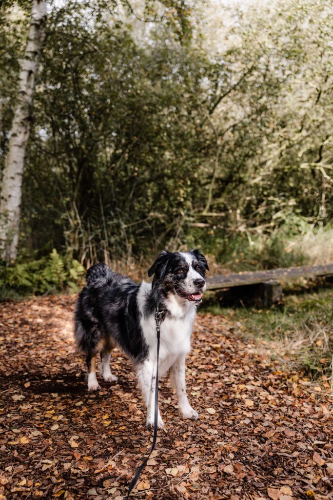 De Deelen met hond