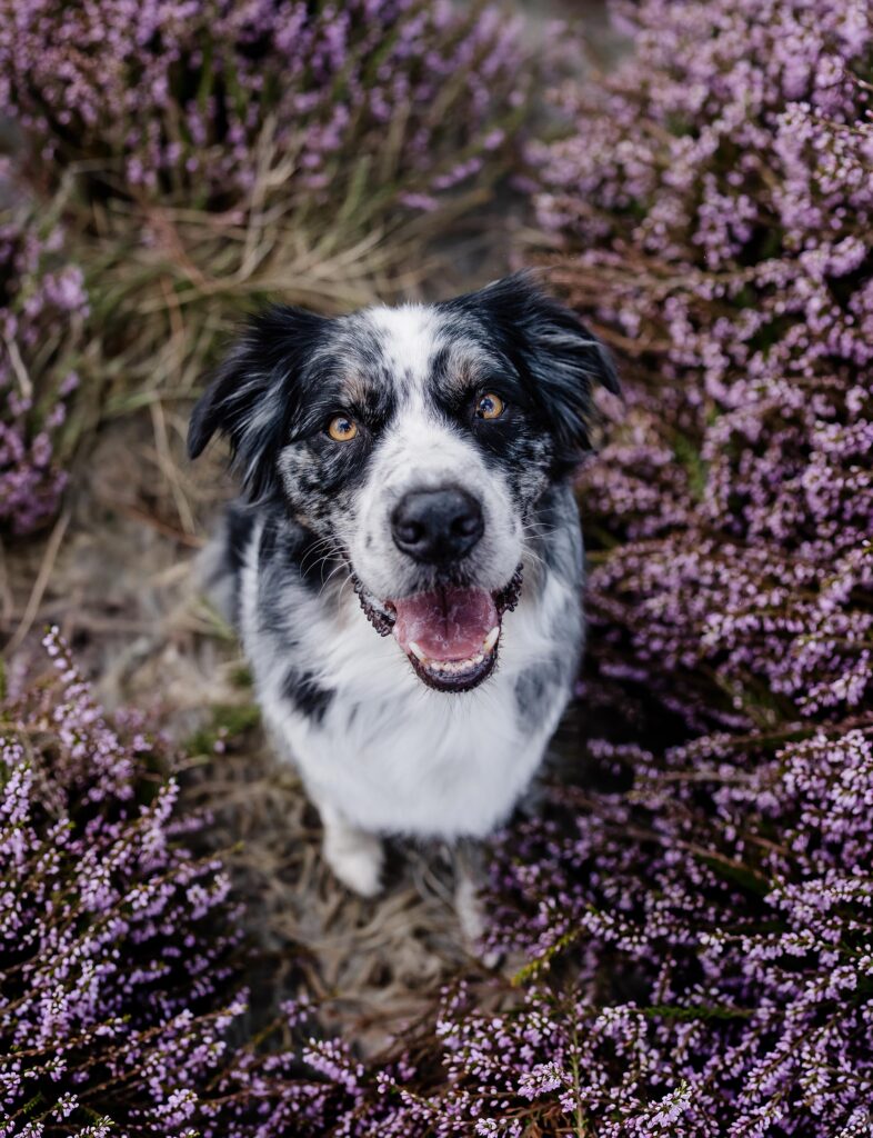 Bakkeveen wandelen met hond heide
