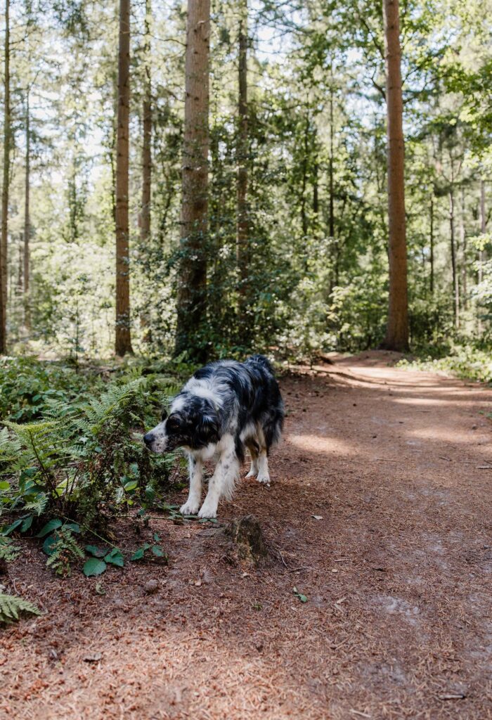 Hondenbos Oudemirdum