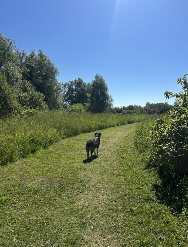 Hondenlosloopgebied Makkum