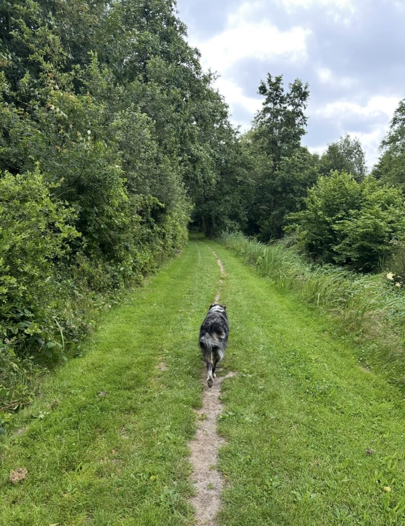 Hondenlosloopgebied de Heide Heerenveen