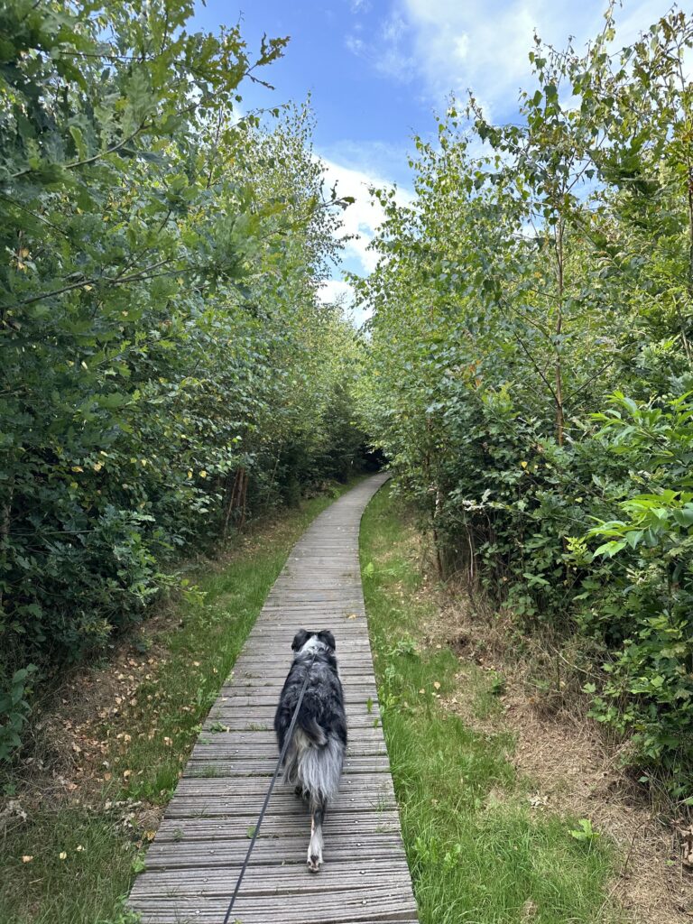 Wandeling Oranjewoud met vlonderpad