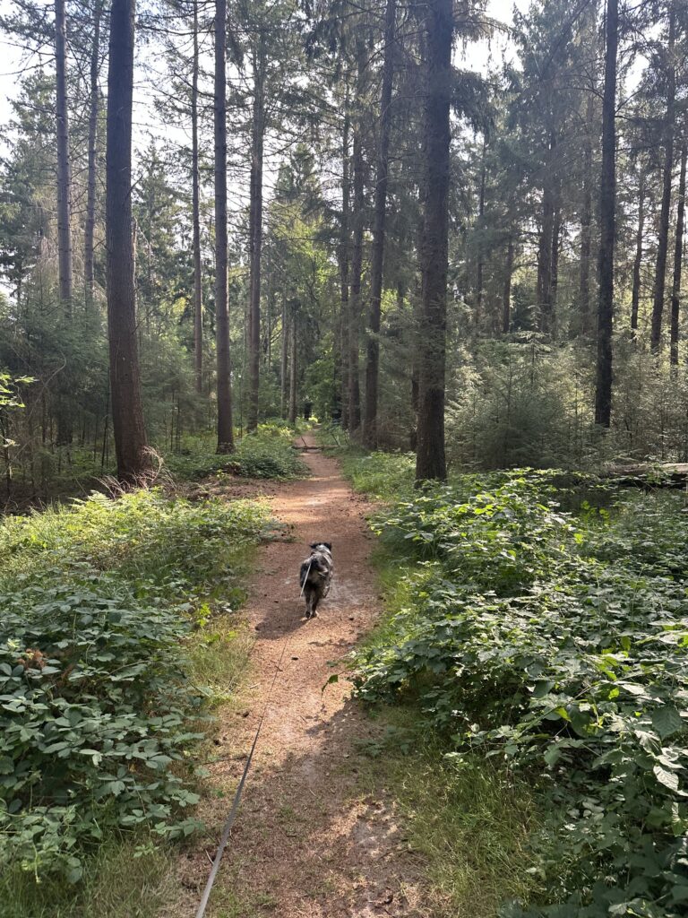 Oranjewoud bos