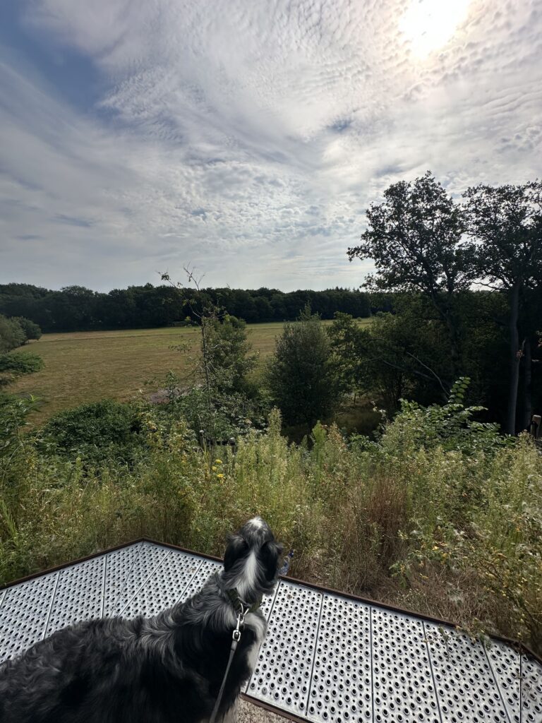 Oranjewoud wandelen bos