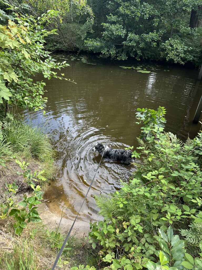 Oranjewoud met hond