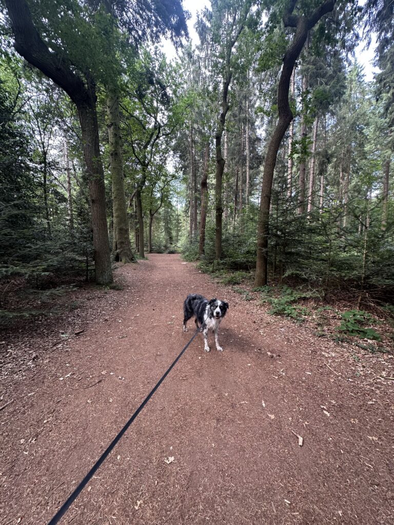 Wandelen Oranjewoud met hond