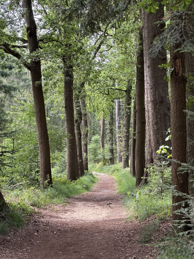 Oranjewoud bos wandelen