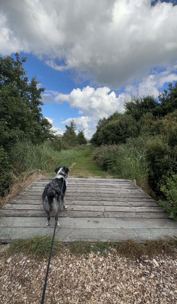 Wandelen de deelen met hond