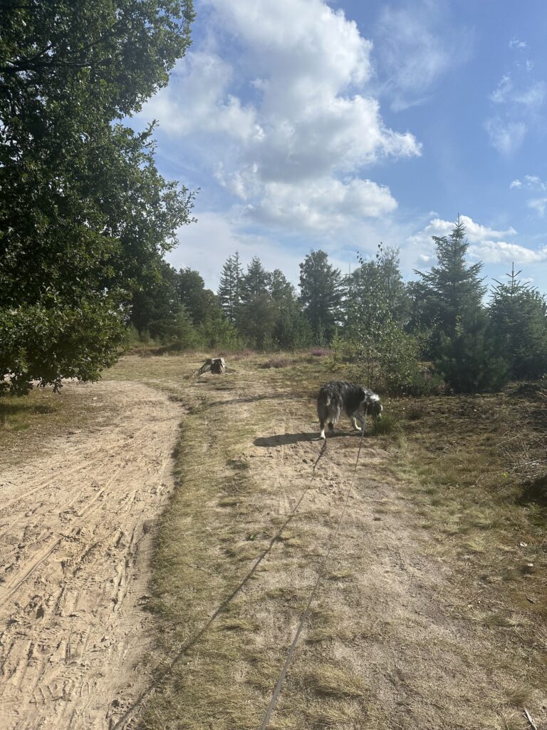 Wandelen Drents-Friese Wold met hond