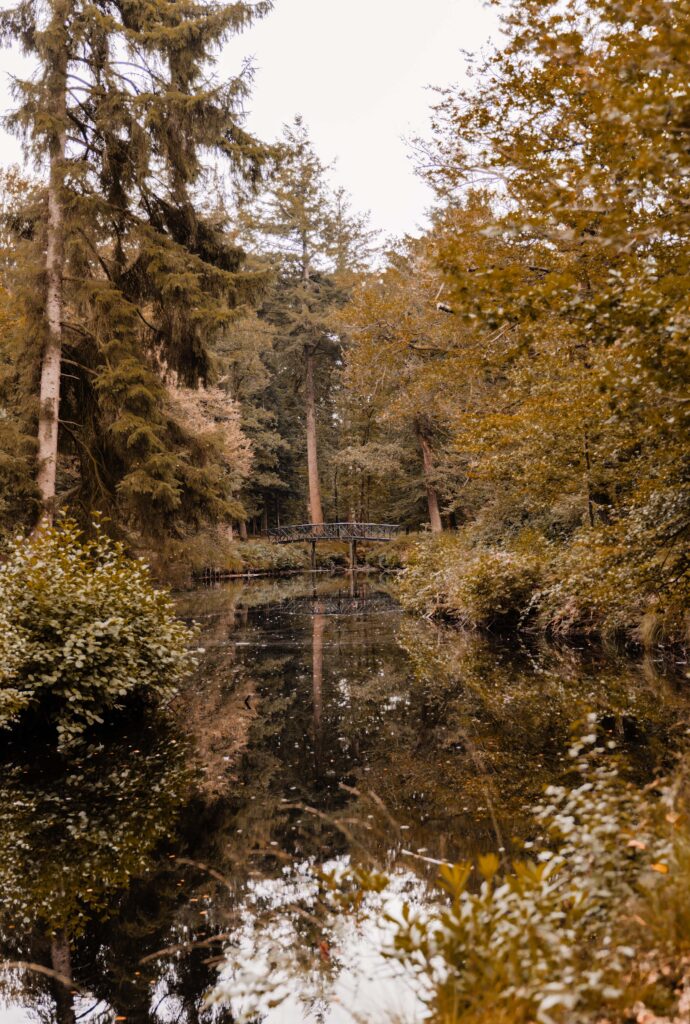 Koepelbos Oldeberkoop