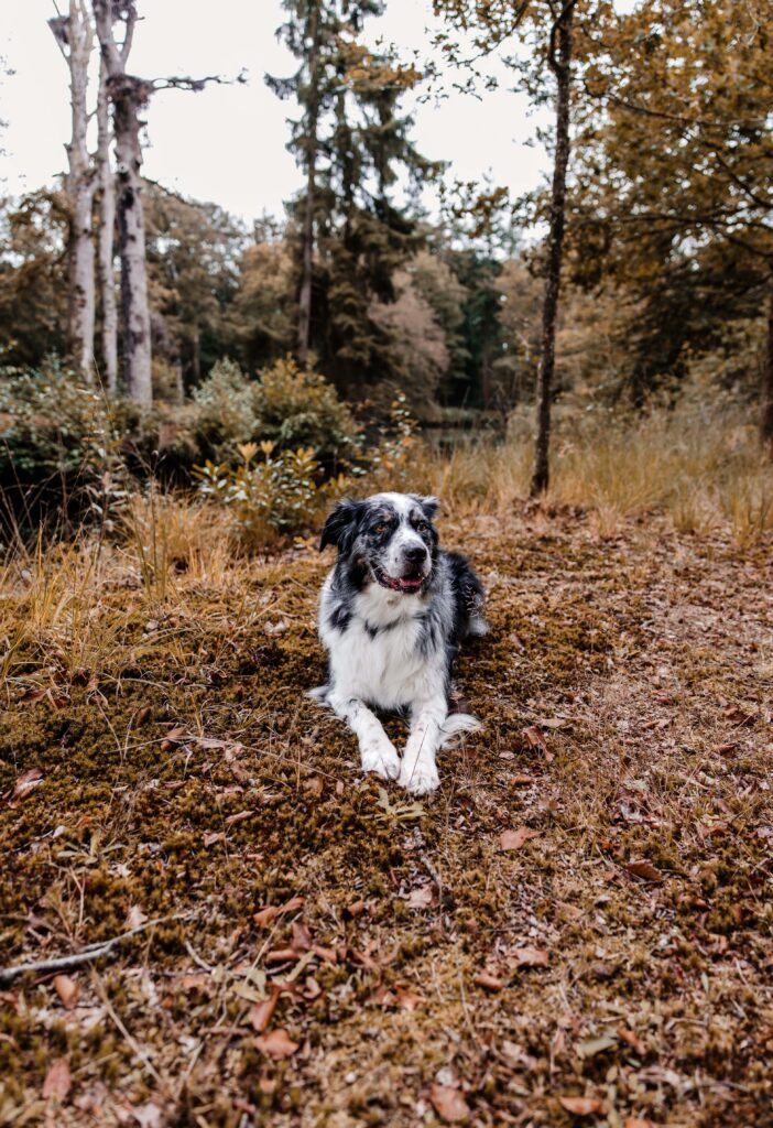 Koepelbos met hond