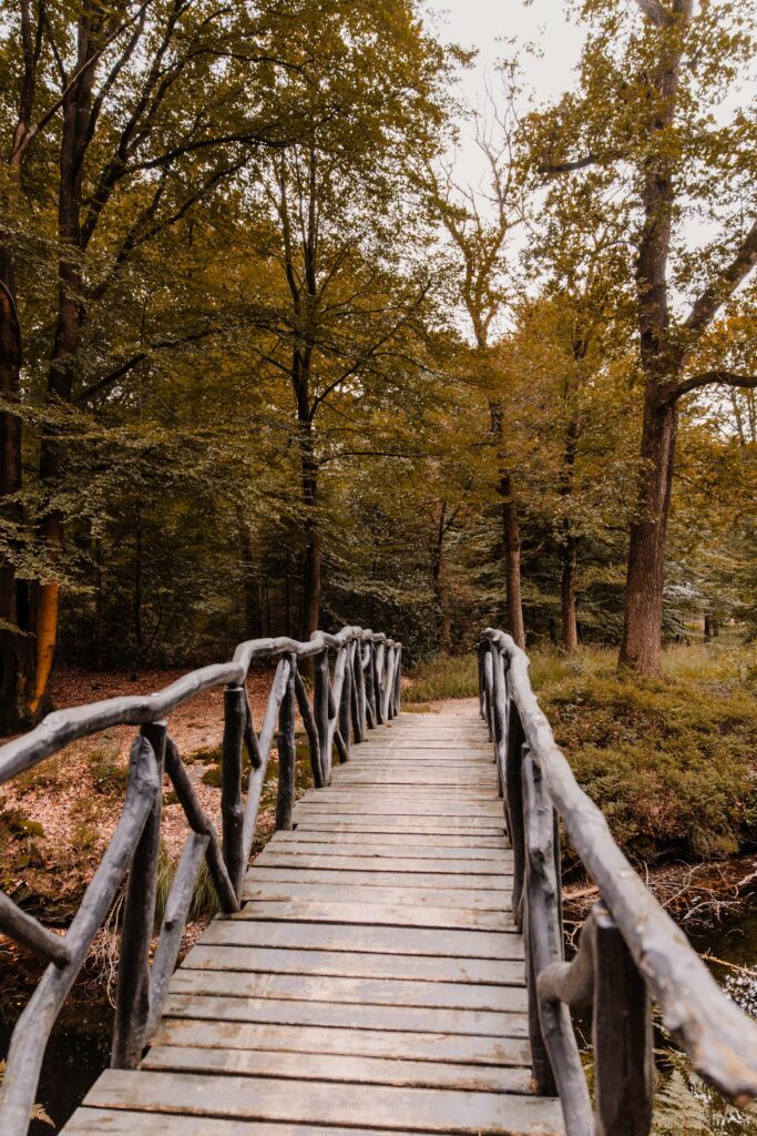 Koepelbos wandelen
