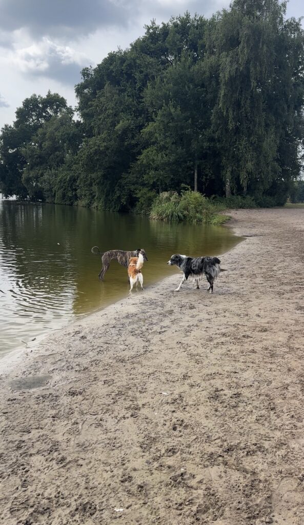 Losloopgebied De Groene Ster Leeuwarden