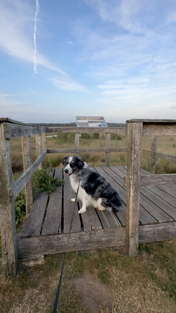 Hond Duurswouderheide