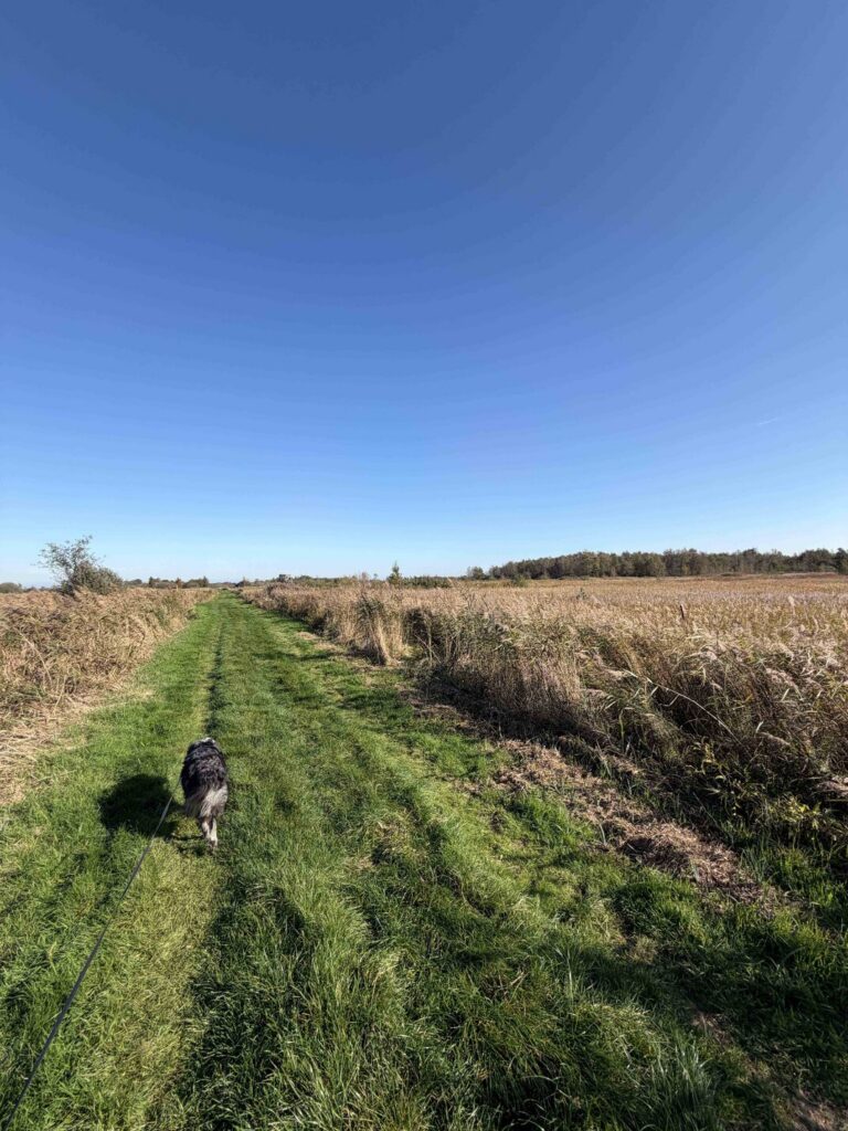 Wandelen met hond Alde Feanen