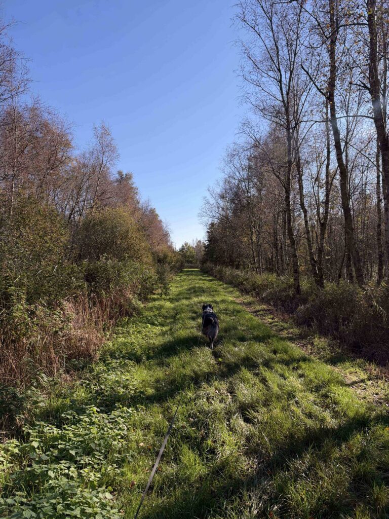 Wandelroute Alde Feanen