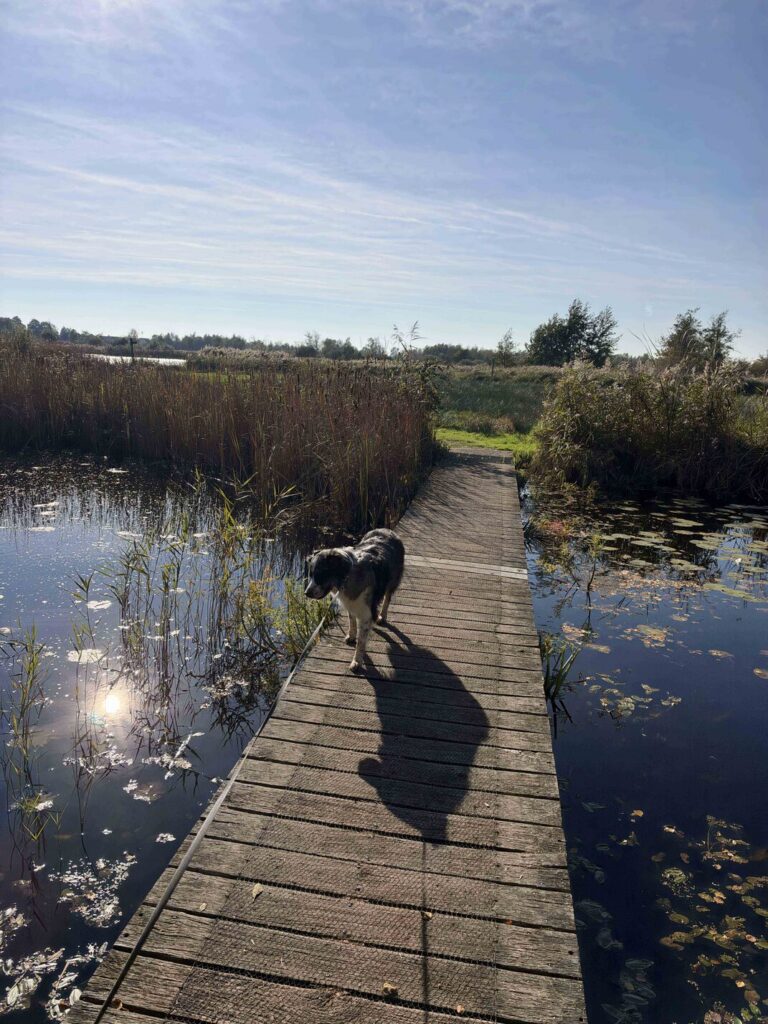 Alde Feanen