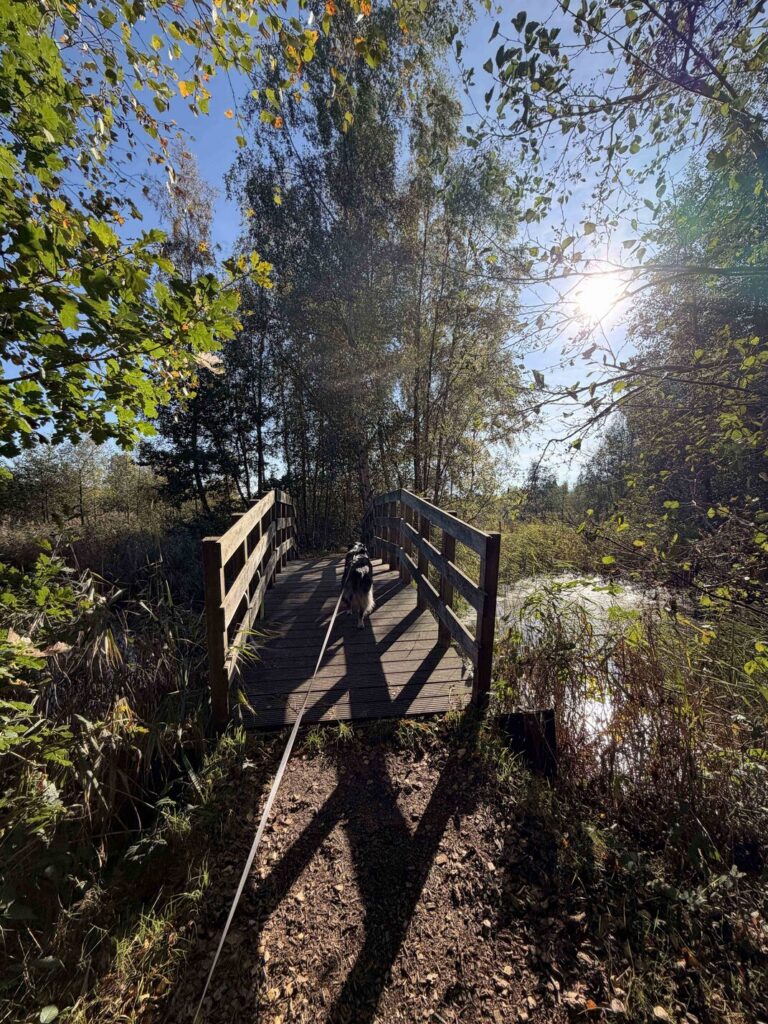 Wandelroute it pettebosk