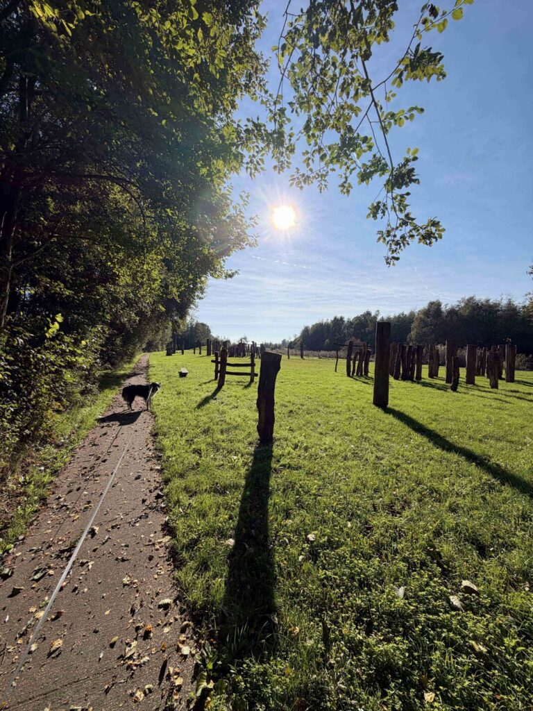 Speelbos it pettebosk