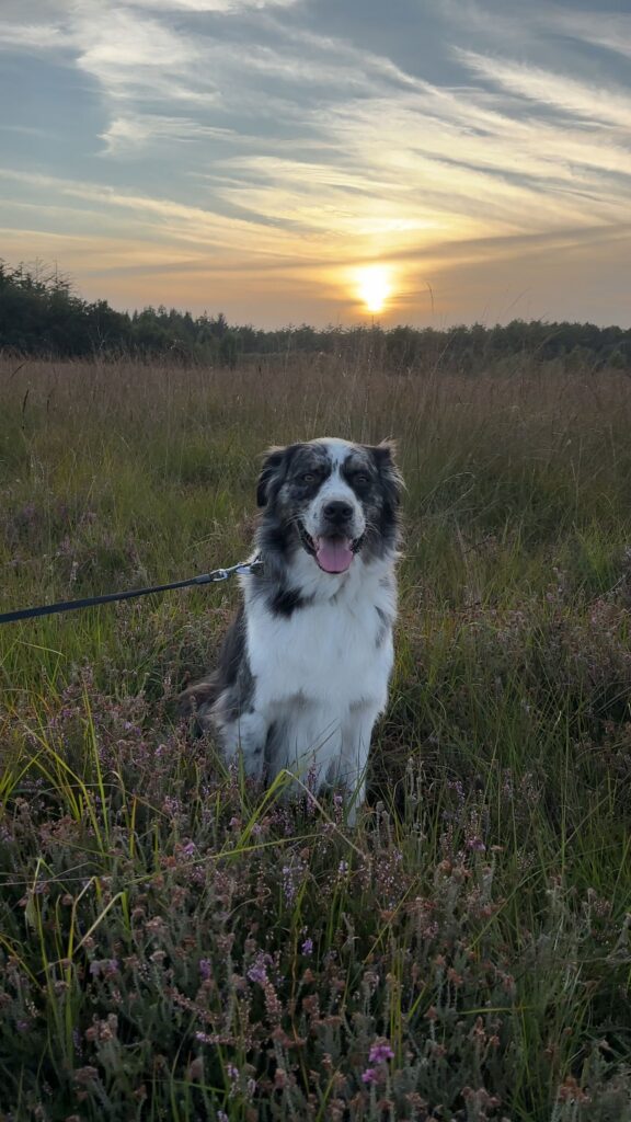 Heide Duurswouderheide