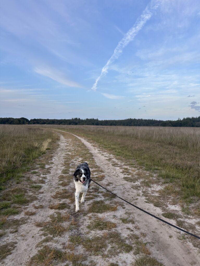 Heidegebied Duurswouderheide