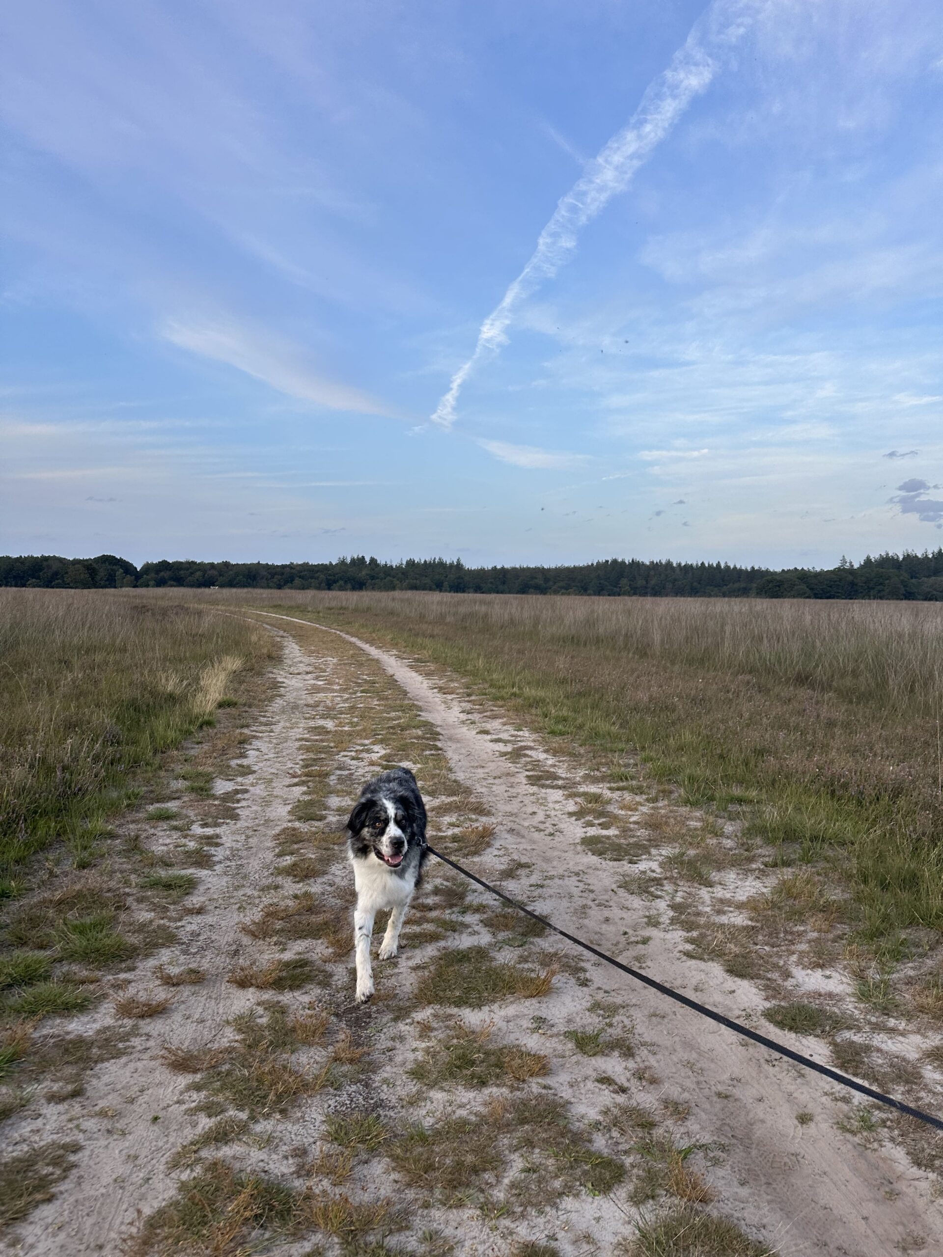 Heidegebied Duurswouderheide