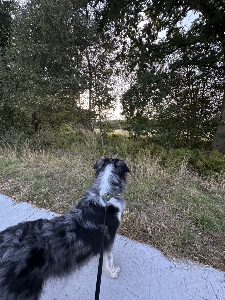 Verhard pad Duurswouderheide