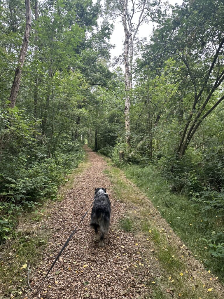 Wandelen Rottige Meente
