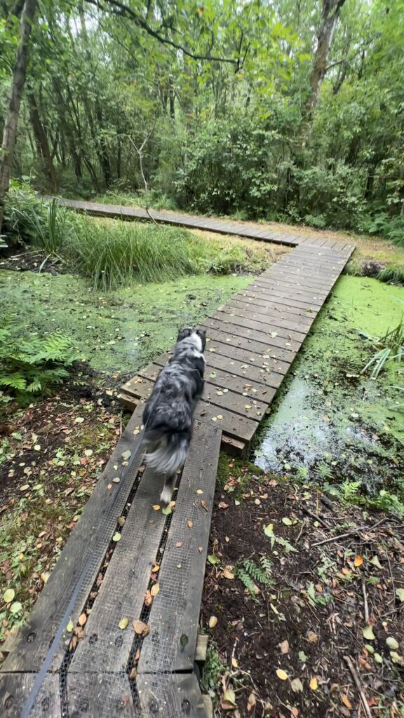 Rottige meente vlonderpad