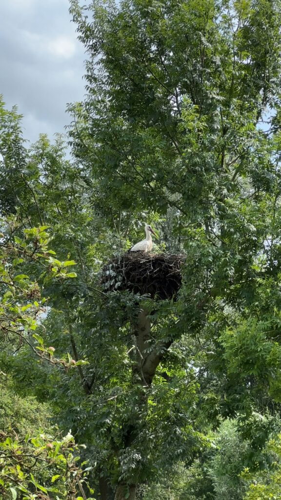 Wandelroute boswachterspad Rottige Meente