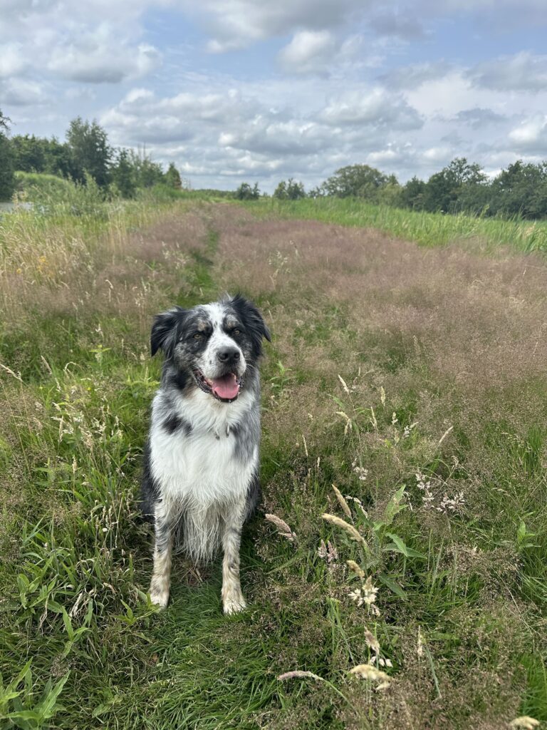 Rottige Meente met hond
