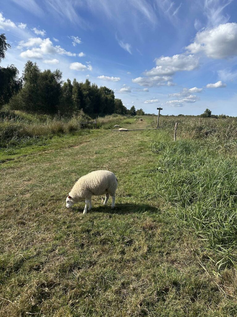 Alde Feanen schapen