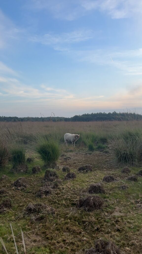 Schapen Duurswouderheide